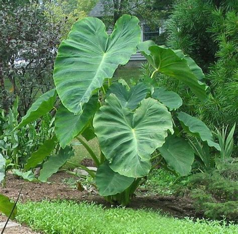 Colocasia Thai Giant Elephant Ear Live Plant 6-8 | Etsy