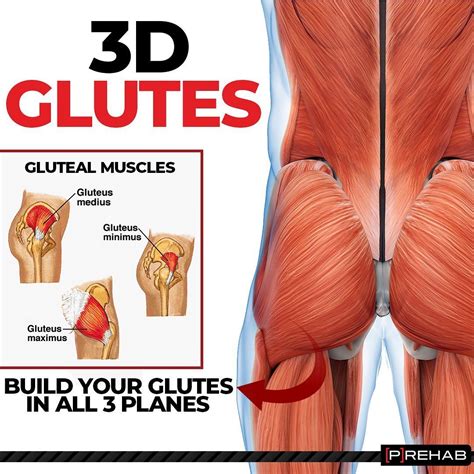 [P]Rehab®️ on Instagram: “BUILD YOUR GLUTES IN ALL 3 PLANES 🍑The glutes are tri-planar muscles ...