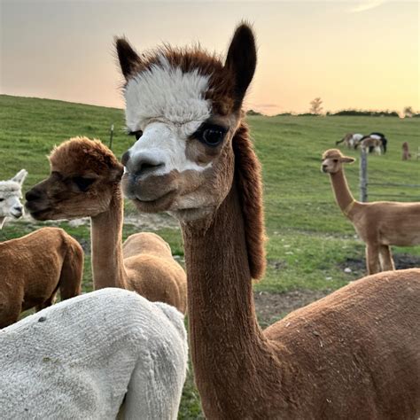 Image result for Shoppe Spring Spring Game Show