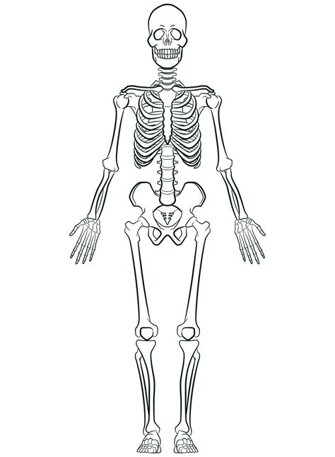 Sketch Human Biology Skeleton System Diagram 27566576 Vector Art at Vecteezy