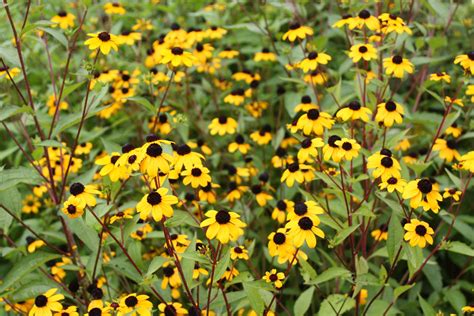Brown-eyed Susan · George Washington's Mount Vernon