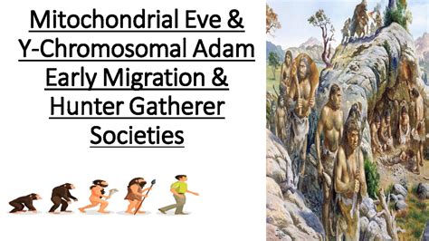 Evolution Mitochondrial Eve and Y-chromosomal Adam - Mitochondrial Eve ...