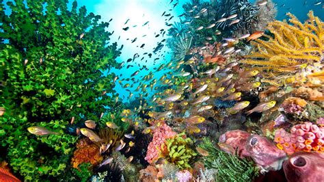 The wondrous worlds of coral reefs and why we need to protect them ...