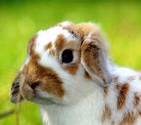 Image result for Bunny Pretty
