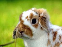 Image result for Pics of Baby Bunnies