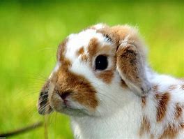 Image result for Spring+Baby+Bunnies