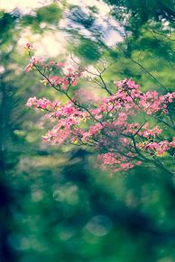 Image result for Spring Wallpapers for Desktop