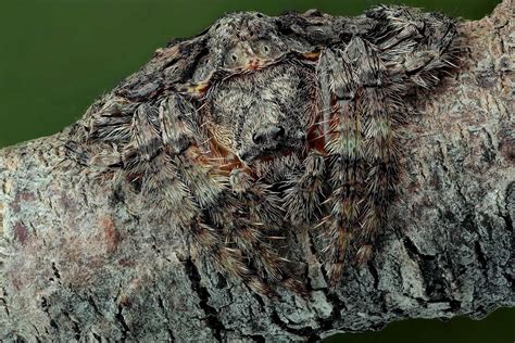 Dolophones conifera – Ausemade