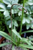 Image result for Short Fat Wire Plant Supports