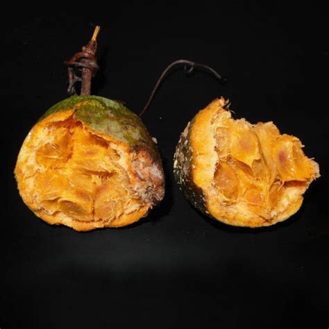 Heaven fruit Live Plant (Willughbeia Coriacea) – veliyathgardens