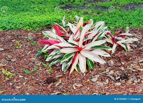 Schefflera Tree Invasive Florida 的图像结果