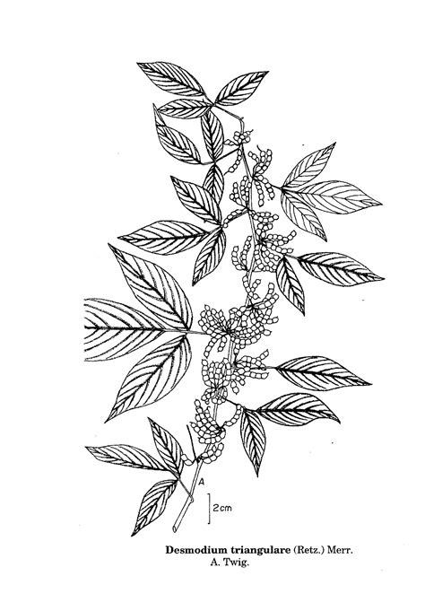 India Flora Online