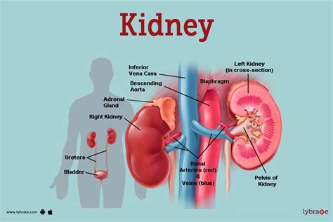 Kidney Function 的图像结果
