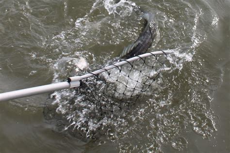 Image result for Netting Fast Fish Between Tanks