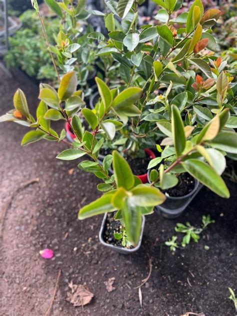 Image result for Lemon Guava Tree