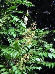 Chukrasia Tabularis(Qg) Seeds Buy Online in India – ChhajedGarden.com