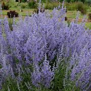 Image result for perennials 