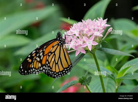 Image result for Butterfly Eating Graph