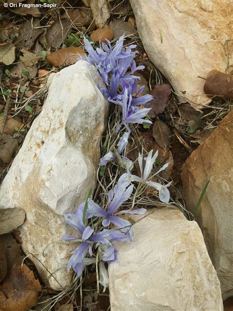 Iris vartanii - איריס הסרגל, Vartan's Iris | The Jerusalem Botanical ...
