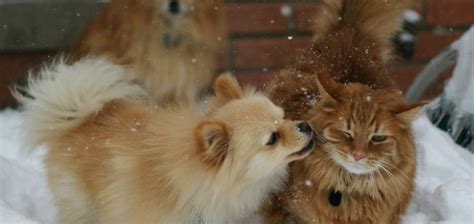 Adoption Homepage : ADOPT : Midlands Humane Society