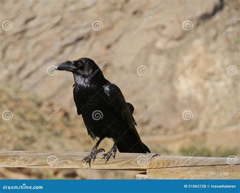 Canary Island Ravens Seen on Fuerteventura in Spain Stock Photo - Image ...