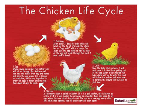 Printable Life Cycle Of A Chicken