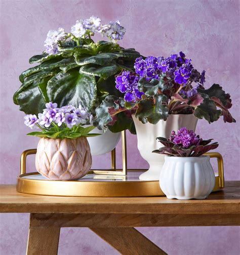 22 Indoor Flowering Plants That Will Make Your Home Feel, 44% OFF