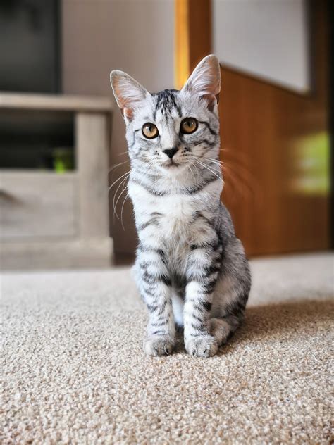 Grey tabby cat - hacbm
