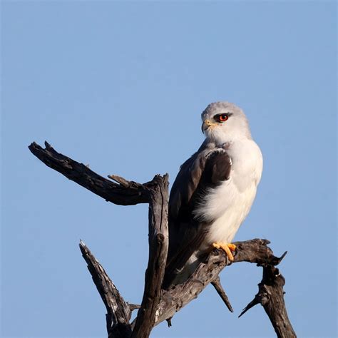 Download wallpaper 1280x1280 black-winged kite, kite, bird, branch, sky ...
