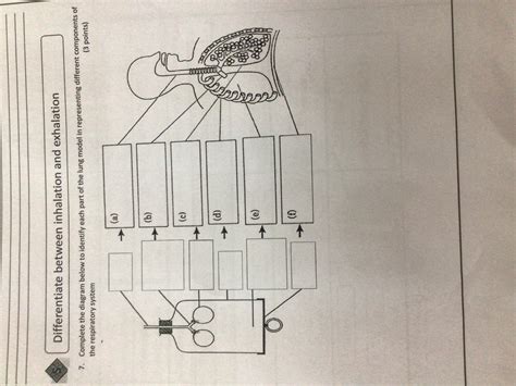 complete the diagram below to identify each parts of the lung model in ...