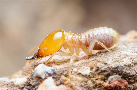 Where Do Termites Live? Termite Habitats | Terminix - habitat of termite