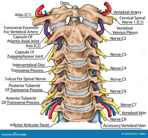 BOARD Topographic Relationship Of The Spinal Nerve And Vertebral Artery Royalty-Free Stock Photo ...