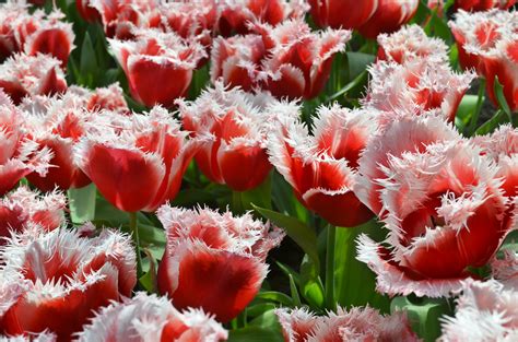 Free Images : flower, flowering plant, petal, tulip, red, carnation ...