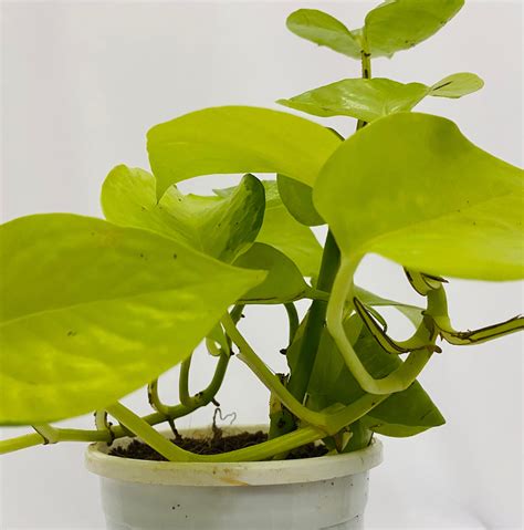 Money Plant (Pothos/ Scindapsus) – Dream Green