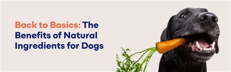 Natural Ingredients in Dog Food: What Actually Helps – K9 Vitality