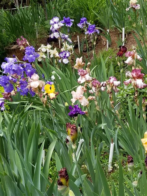 Image result for Iris Form Classification Example