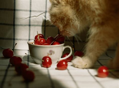 What Fruits Can Cats Eat? Discover the Sweet Treats Your Feline Friend Will Love - Catman