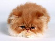 cat breed 10 most popular cat breeds cat breed 10 most popular cat breeds