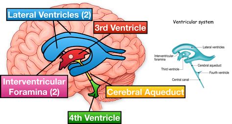 4Th Ventricle Of Brain Relations - Jaypeedigital Ebook Reader - | Wallpaper Roscoe
