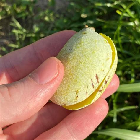 Flag Pawpaw Fruit plant (Asimina Obovate) – veliyathgardens