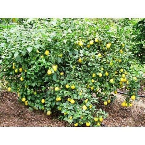 Creative Farmer Live Plant Lemon Grapes Nimbu/Lemon Fruit for House ...