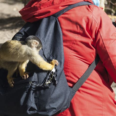 Monkeys Being Dicks - Entertainment News