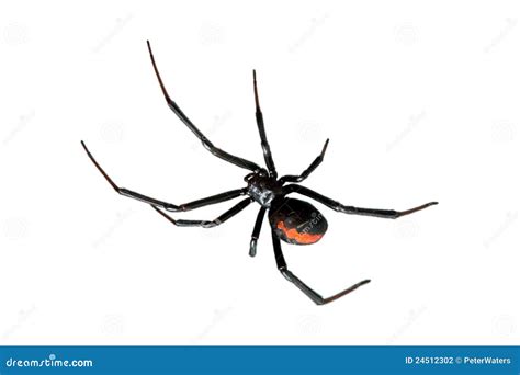 Spider, Redback or Black Widow, Isolated on White Stock Photo - Image ...