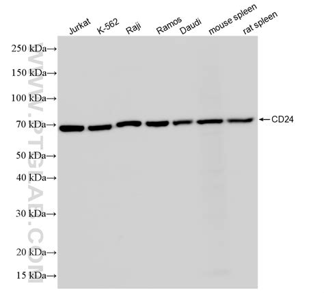 CD24 antibody (86730-3-RR) | Proteintech