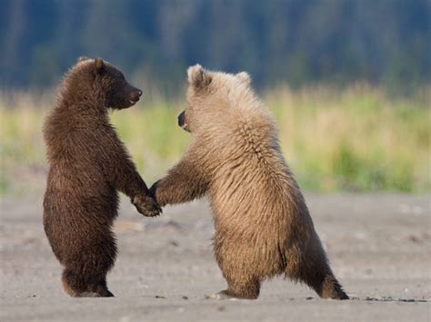 Grizzly Bear Cubs | National Geographic