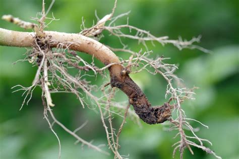 Image result for Signs of Root Rot in Trees