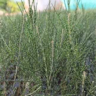 A perfect Casuarina tree plant-Savukku Maram – Santhi Online Plants