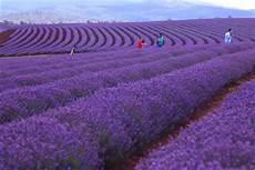 Lavender Farm Photo by Bridestowe Farm Tours Be Part Of Our Story Bridestowe Lavender Farm Photo