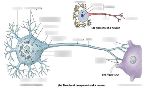 Labelling a Neuron 的图像结果