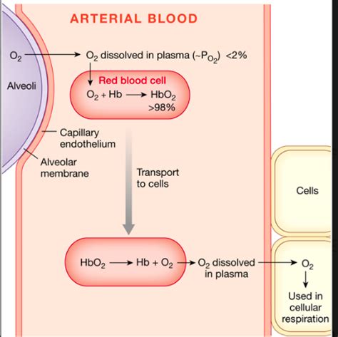 Gas exchange is the only function of blood.Group of answer choicesTrueFalse